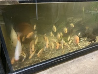 Red Devil cichlids - free to a good home