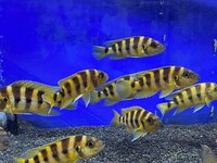 Neolamprologus Sexfasciatus gold