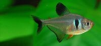 Black phantom tetras - 5 for £6