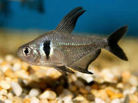 Black phantom tetras - 5 for £6