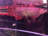 PREMIUM INDONESIAN SUPER RED AROWANA