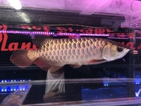 Malaysian Golden Crossback Arowana