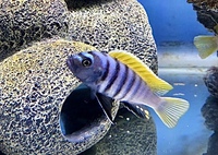 Jalo reef mbuna cichlids