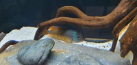 Nicaraguan Cichlid Pair