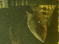 American Cichlids for sale £250