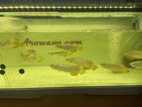 SPECIAL OFFER AROWANA