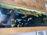 Malawi Cichlids for sale