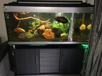 Cichlids & Tropical fish for sale