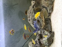 20 cichlids