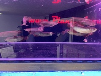 PLANET AROWANA NEW STOCKIST OF AROWANA