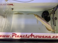 PLANET AROWANA NEW STOCKIST OF AROWANA