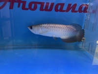 PLANET AROWANA NEW STOCKIST OF AROWANA