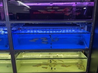 PLANET AROWANA NEW STOCKIST OF AROWANA