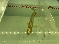 PLANET AROWANA NEW STOCKIST OF AROWANA