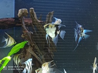 Adult angelfish for sale