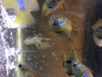 German Blue Rams