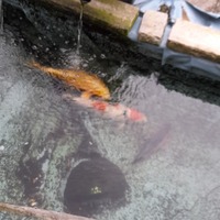 Koi Pond kit & 3 Koi for sale