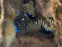 L333 King Tiger Pleco - FAVERSHAM