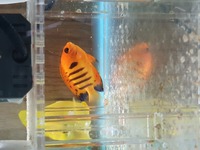 Yellow tang and flame angle