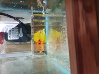 Yellow tang and flame angle