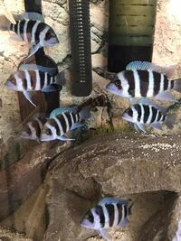 REDUCED FOR QUICK SALE Blue zaires (Cyphotilapia gibberosa blue zaire frontosa)