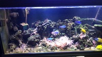 Selling my 5ft marine tank £1000