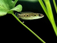 Channa pleurophthalma (oscillated snakehead)