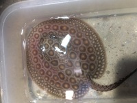 Mini Marble Motoro Stingray pups for sale £250