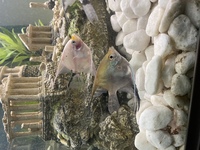 2 ANGEL FISH 6cm £10 FOR BOTH