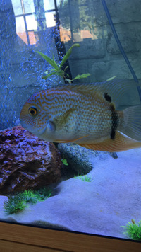 Turquoise severum adult male £50 ONO