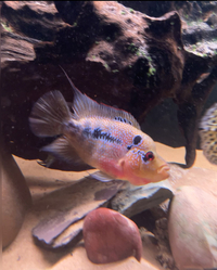 Female Flowerhorn