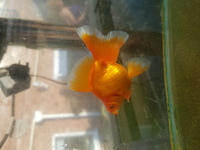 RARE FANCY GOLDFISH.. SHOW QUALITY