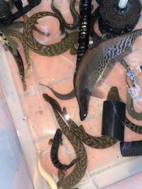 Bichirs + Rare Australian Catfish - SHIPPING AVAILABLE - UPDATED 08/09/2021