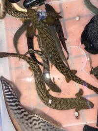 Bichirs + Rare Australian Catfish - SHIPPING AVAILABLE - UPDATED 08/09/2021