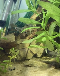 Pygmy Corydoras (Pygmaeus)