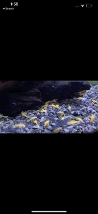 Blue eyed lemon bristlenose plecos longfin shortfin