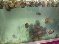 Rare Wild Apple Snails