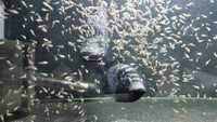 Cubans Cichlids - Batch of fry £100