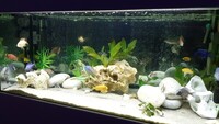 Breeding Malawis and 220 fry