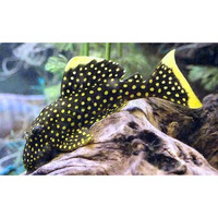 2-3 inch L081 Gold Nugget PLECO - Baryancistrus Xanthellus