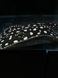 8-9 inch FEMALE BD UK stingray