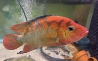 Festae cichlid Male 7”