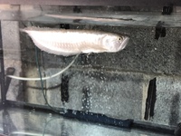 Silver Arowana