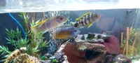 Mbuna Cichlids For Sale