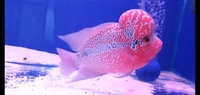 Super red dragon flowerhorn