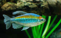 Boesemani rainbow, Congo tetra, rasbora