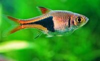 Boesemani rainbow, Congo tetra, rasbora