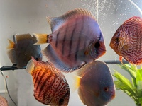 11 Very Large Stunning Stendker Discus can Deliver