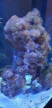 Large center piece of live rock covered in Green Star Polyps