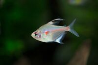 Bleeding Heart Tetras